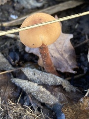 Laccaria laccata