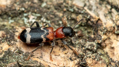 Thanasimus formicarius