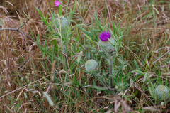 Cirsium odontolepis