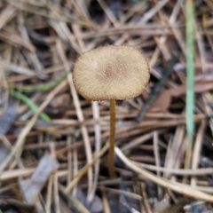 Strobilurus esculentus