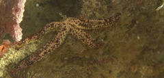 Linckia multifora