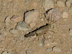 Oedipodinae