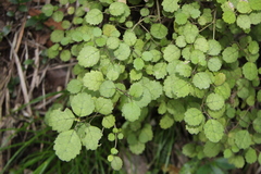 Rhabdothamnus solandri