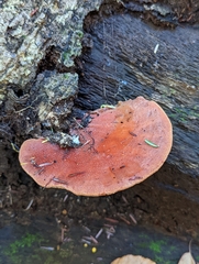 Fistulina hepatica
