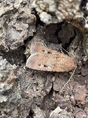 Agrotis infusa