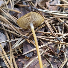 Strobilurus esculentus