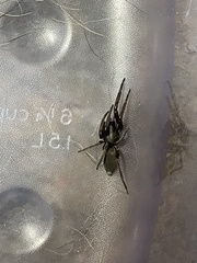 Lampona cylindrata