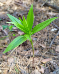 Lilium martagon pilosiusculum
