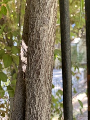 Prunus
