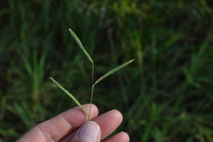 Paspalum denticulatum