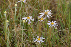 Aster willkommii