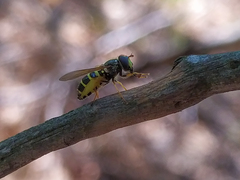 Dasysyrphus