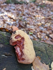 Fistulina hepatica