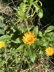 Calendula