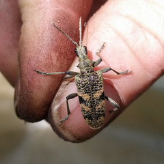 Rhagium mordax