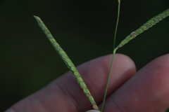 Paspalum denticulatum