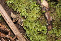 Hypnodendron arcuatum