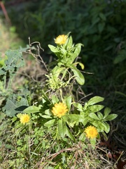 Calendula