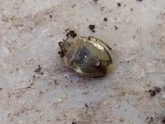 Chlorochroa pinicola