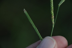 Paspalum denticulatum