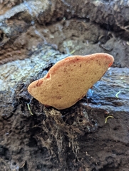 Fistulina hepatica
