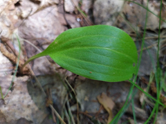 Lilium martagon pilosiusculum