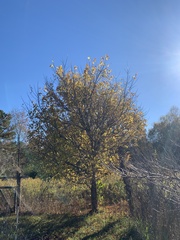 Acer negundo