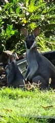 Macropodidae