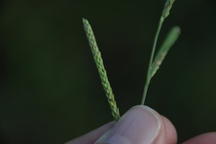 Paspalum denticulatum