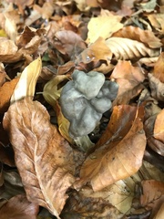 Helvella lacunosa