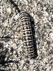 Papilio polyxenes rudkini