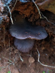 Cyanula