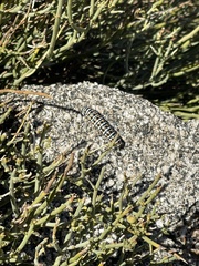 Papilio polyxenes rudkini