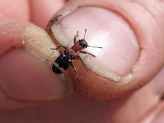 Thanasimus formicarius