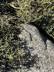 Papilio polyxenes rudkini