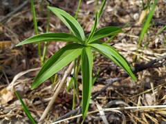 Lilium martagon pilosiusculum
