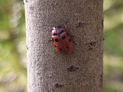 Gonioctena viminalis