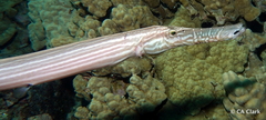 Aulostomus chinensis