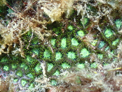 Zoanthus sansibaricus
