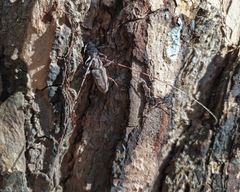 Acanthocinus aedilis