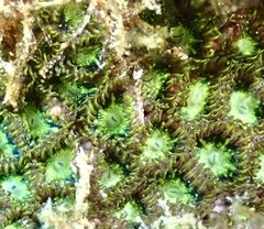 Zoanthus sansibaricus