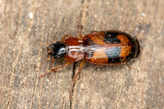 Badister lacertosus