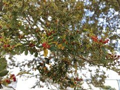 Nothofagus cliffortioides