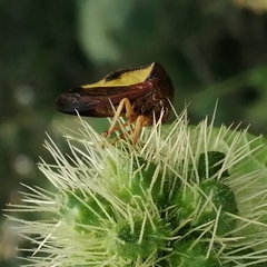 Hyphinoe camelus