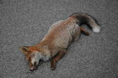 Vulpes vulpes ichnusae