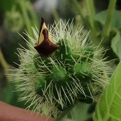 Hyphinoe camelus