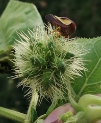 Hyphinoe camelus