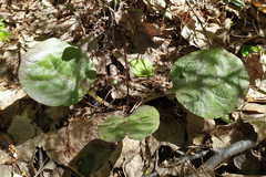 Pyrola rotundifolia