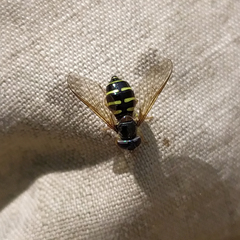 Dasysyrphus