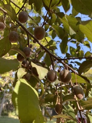Prunus